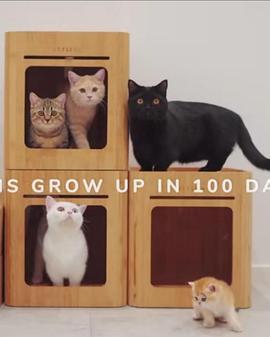小奶猫100天成长记